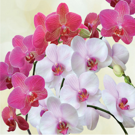 Terriccio per orchidee 5L Flortis - in offerta online