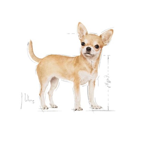 Royal Canin Chihuahua Adult alimento...